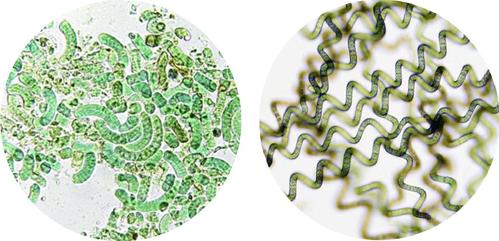 鲜活螺旋藻风靡欧美 专家:未经加工的鲜活螺旋藻远超加工后产品